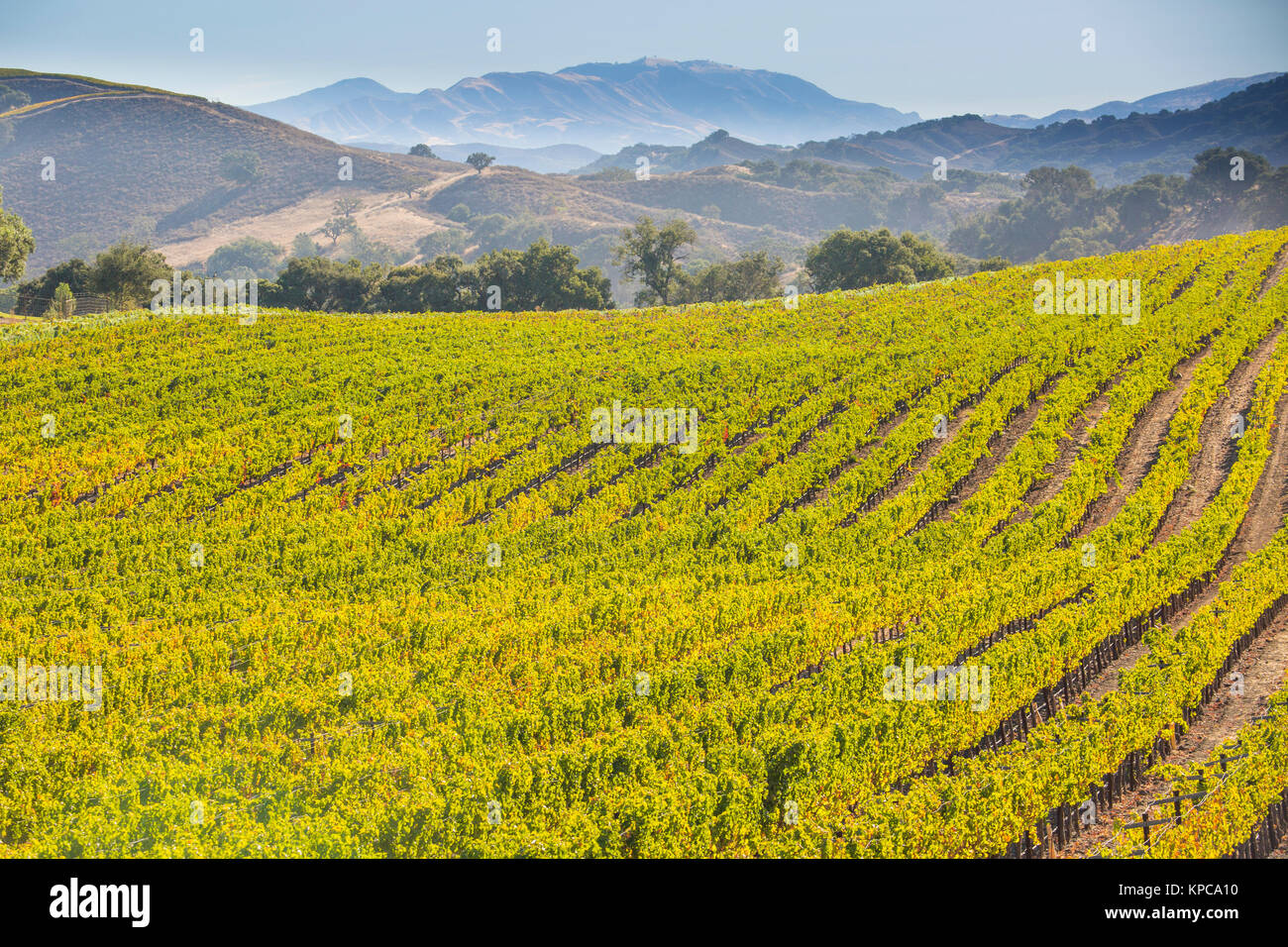 Weinberge entlang Happy Canyon Road, Santa Ynez Valley, Kalifornien Stockfoto