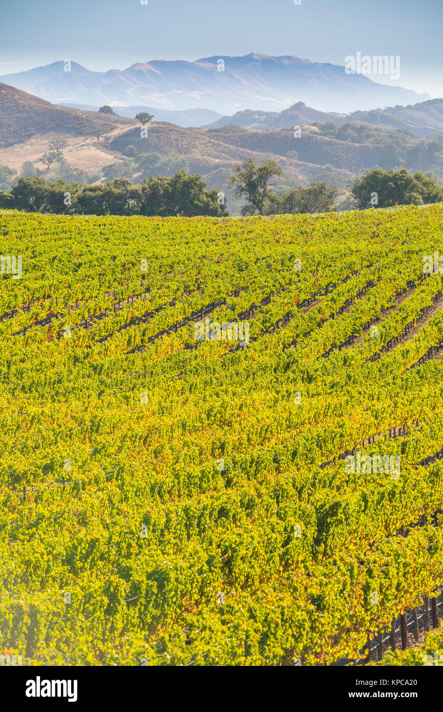Weinberge entlang Happy Canyon Road, Santa Ynez Valley, Kalifornien Stockfoto