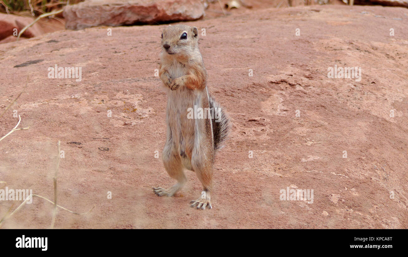 Streifenhörnchen Stockfoto