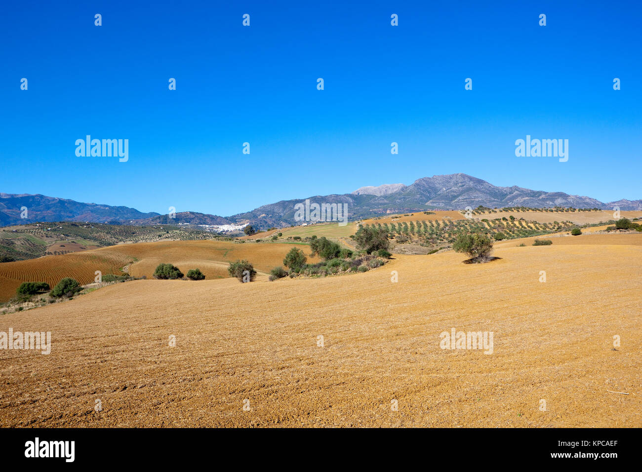 Eine andalusische landwirtschaftliche Landschaft mit gepflügte Erde und Olivenhainen in der Nähe von Mountain Landschaft unter blauem Himmel in Spanien Stockfoto