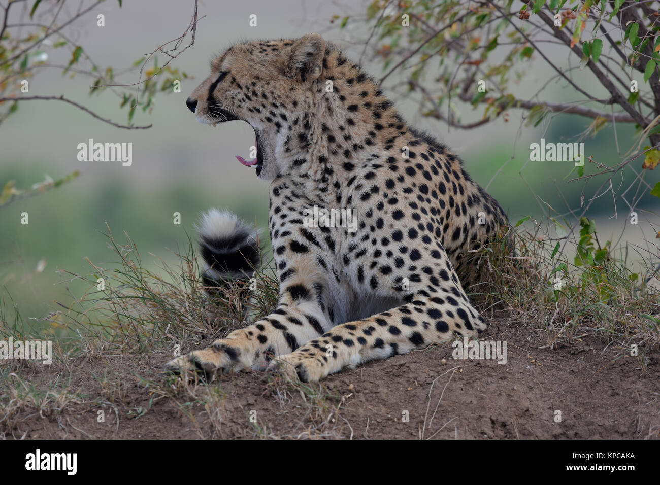 Kenia ist ein hervorragendes Reiseziel in Ostafrika. Berühmt für die freilebenden Tiere und wildwachsenden Pflanzen und ihrer natürlichen Schönheit. Cheetah Porträts Stockfoto