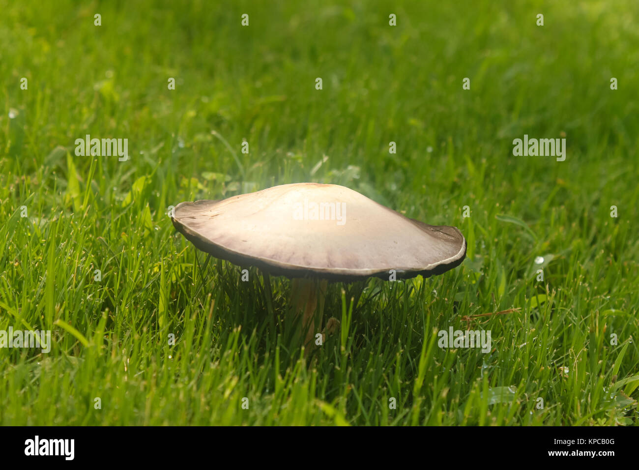 Pilz im nassen Gras mit Wassertröpfchen - selektive Fokus wachsende Stockfoto