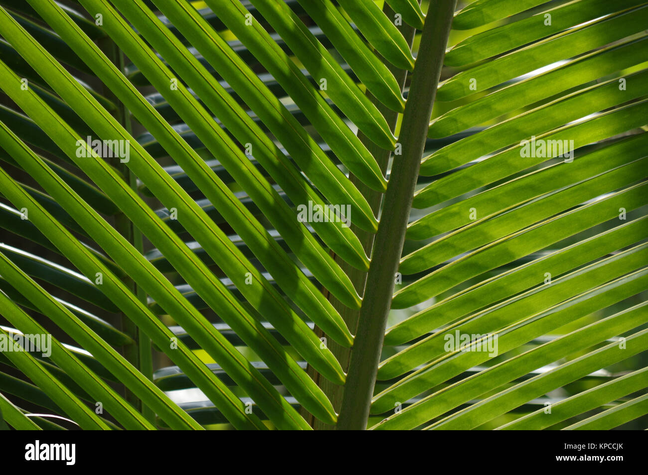 Lichtdurchflutete Blättern der Kokospalme Stockfoto