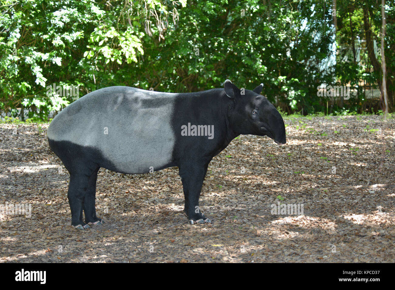 Malayan Tapir, Tapirus indicus Miami, Florida, USA Stockfotografie Alamy