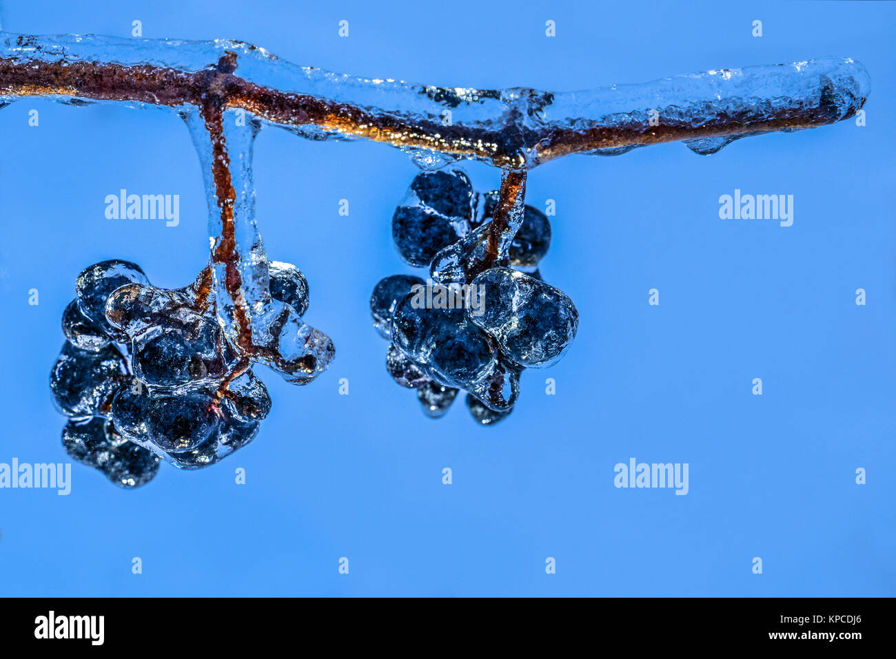 Hängende Trauben nach eisigen Regen Stockfoto