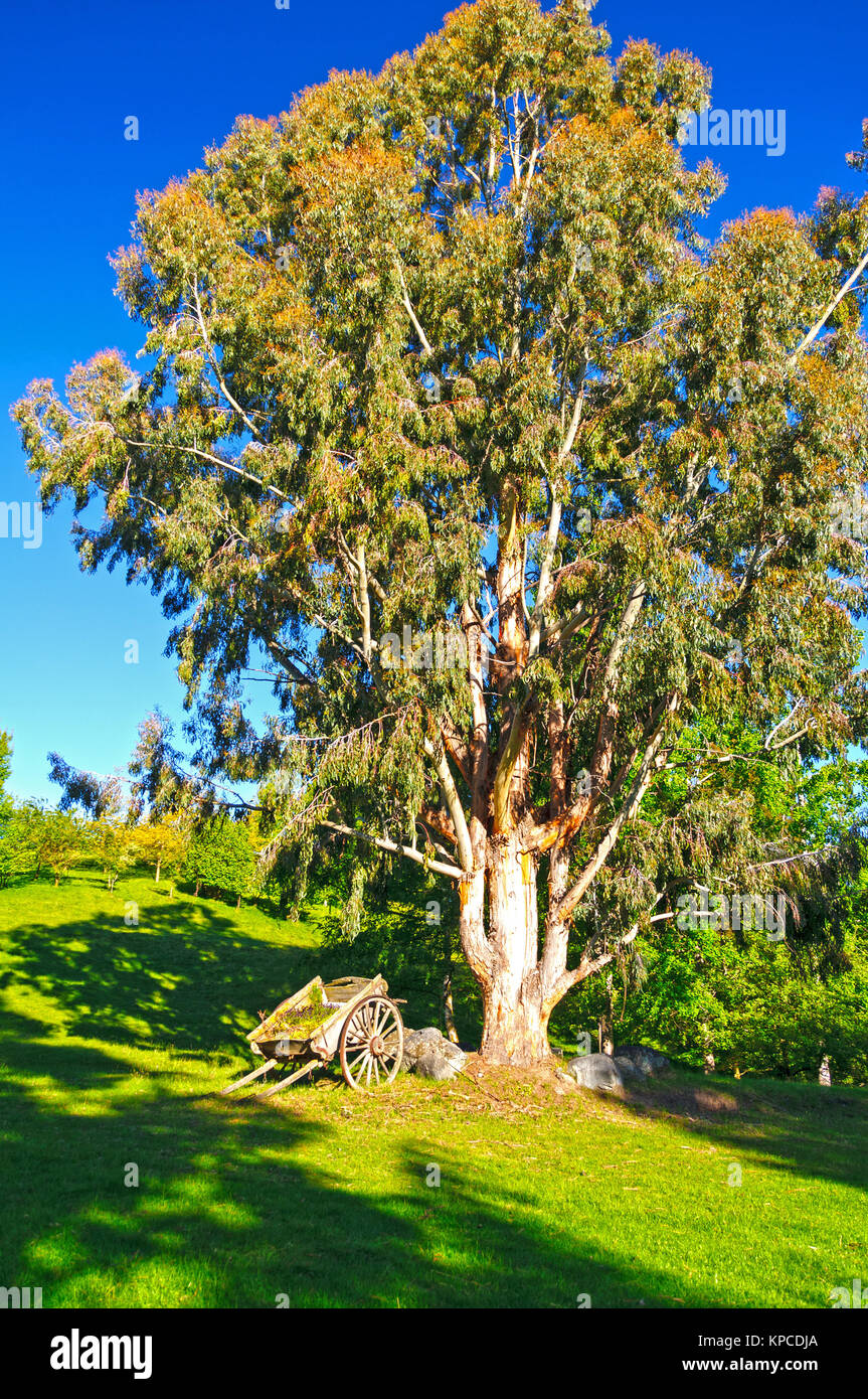 Dramatische Baum auf einem ländlichen Bauernhof Stockfoto