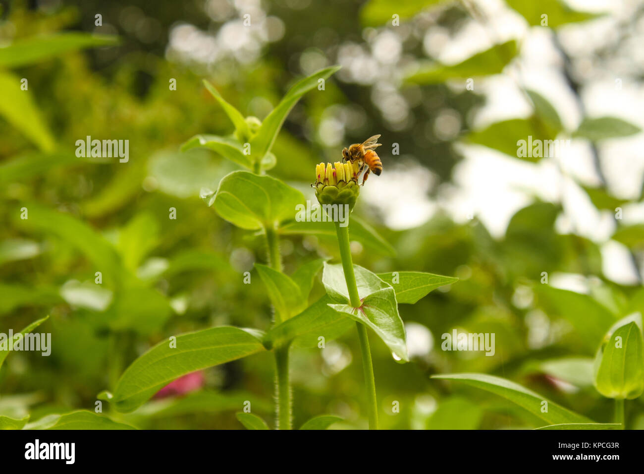 Biene Extrahieren von Nektar aus der Blüte einer zinnia Blume nach einem Regen mit Wassertropfen auf grünem Hintergrund verschwommen Bokeh Stockfoto
