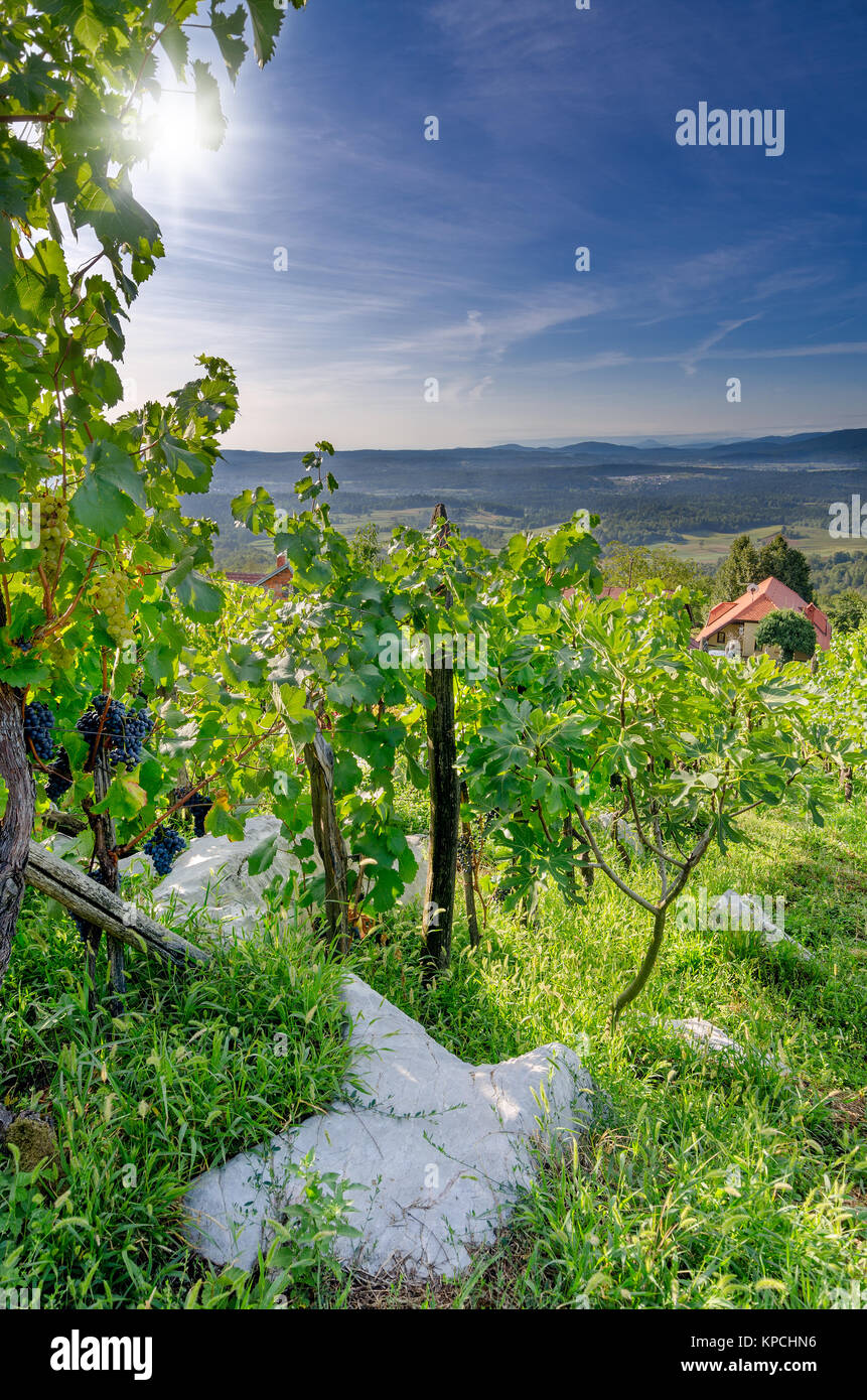 Weinbergen in der Nähe von Bela Krajina Crnomelj (Weiß Krain) Region in Slowenien, Europa. Stockfoto