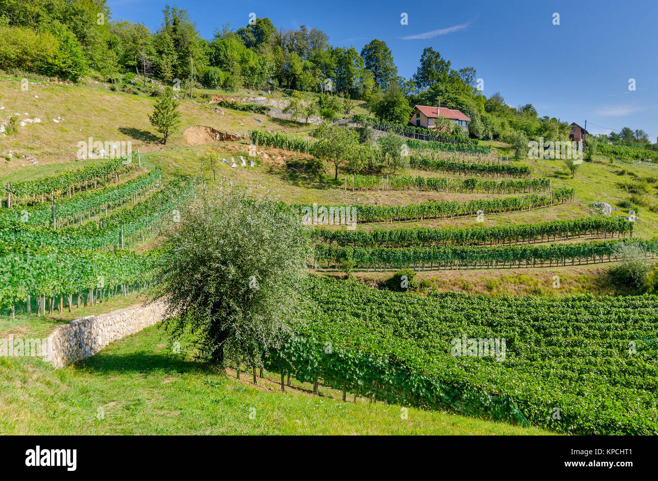 Weinbergen in der Nähe von Bela Krajina Crnomelj (Weiß Krain) Region in Slowenien, Europa. Stockfoto
