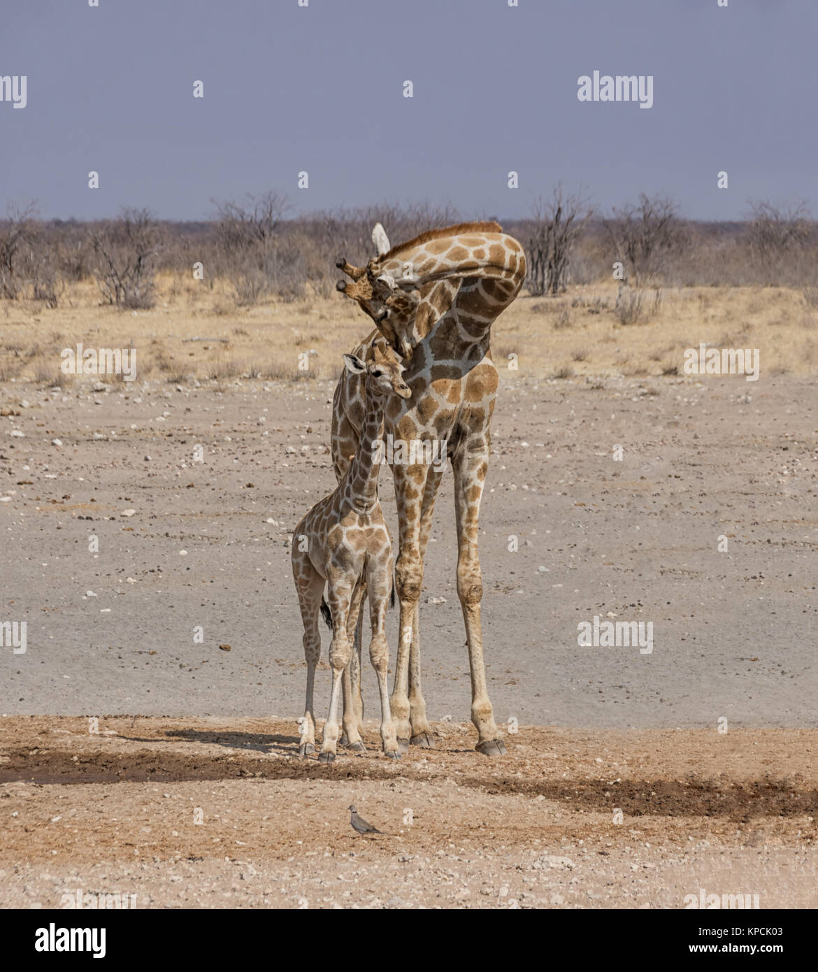 Eine Giraffe Mutter und Kalb in Namibischen Savanne Stockfoto