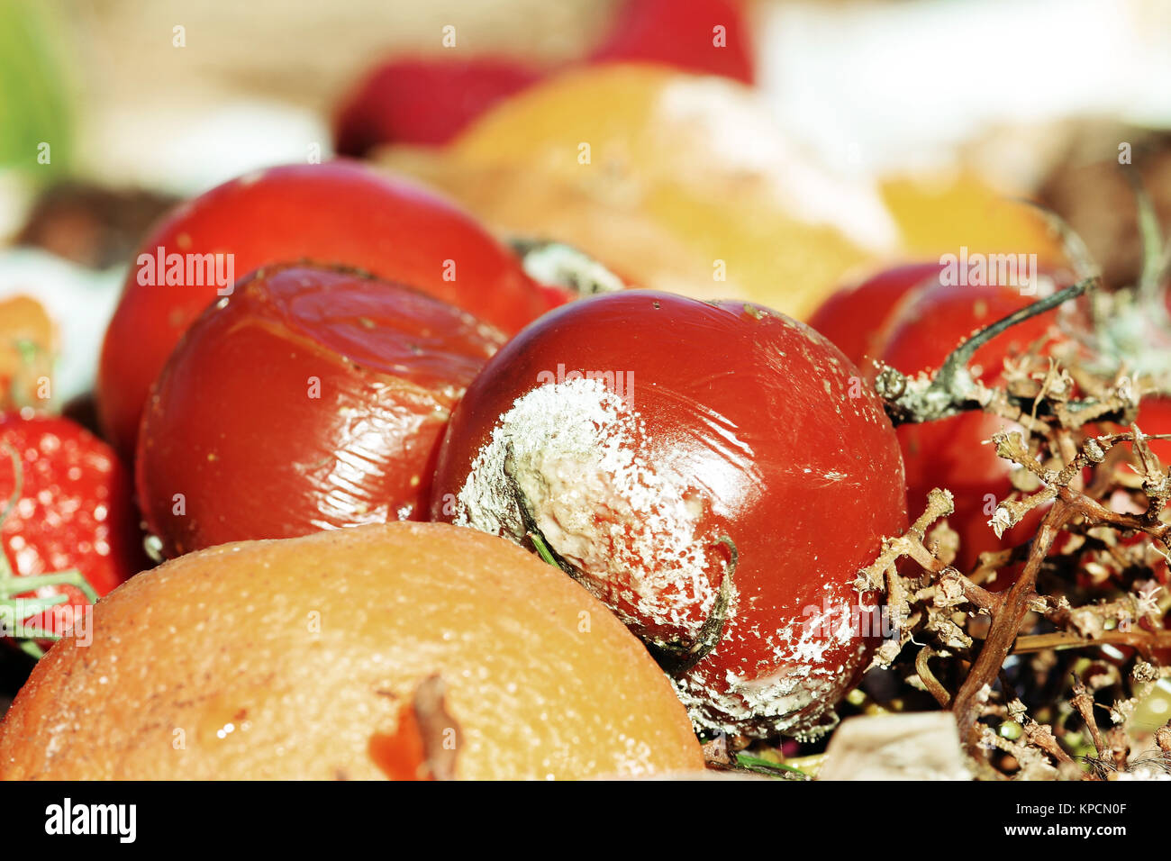 Verfaultes Obst und Gemüse auf einem Haufen Abfall Stockfoto