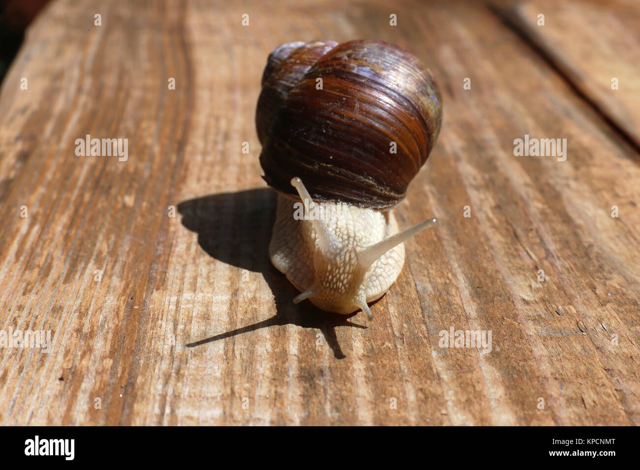 große Schnecke close-up auf dem Schreibtisch aus Holz Stockfoto