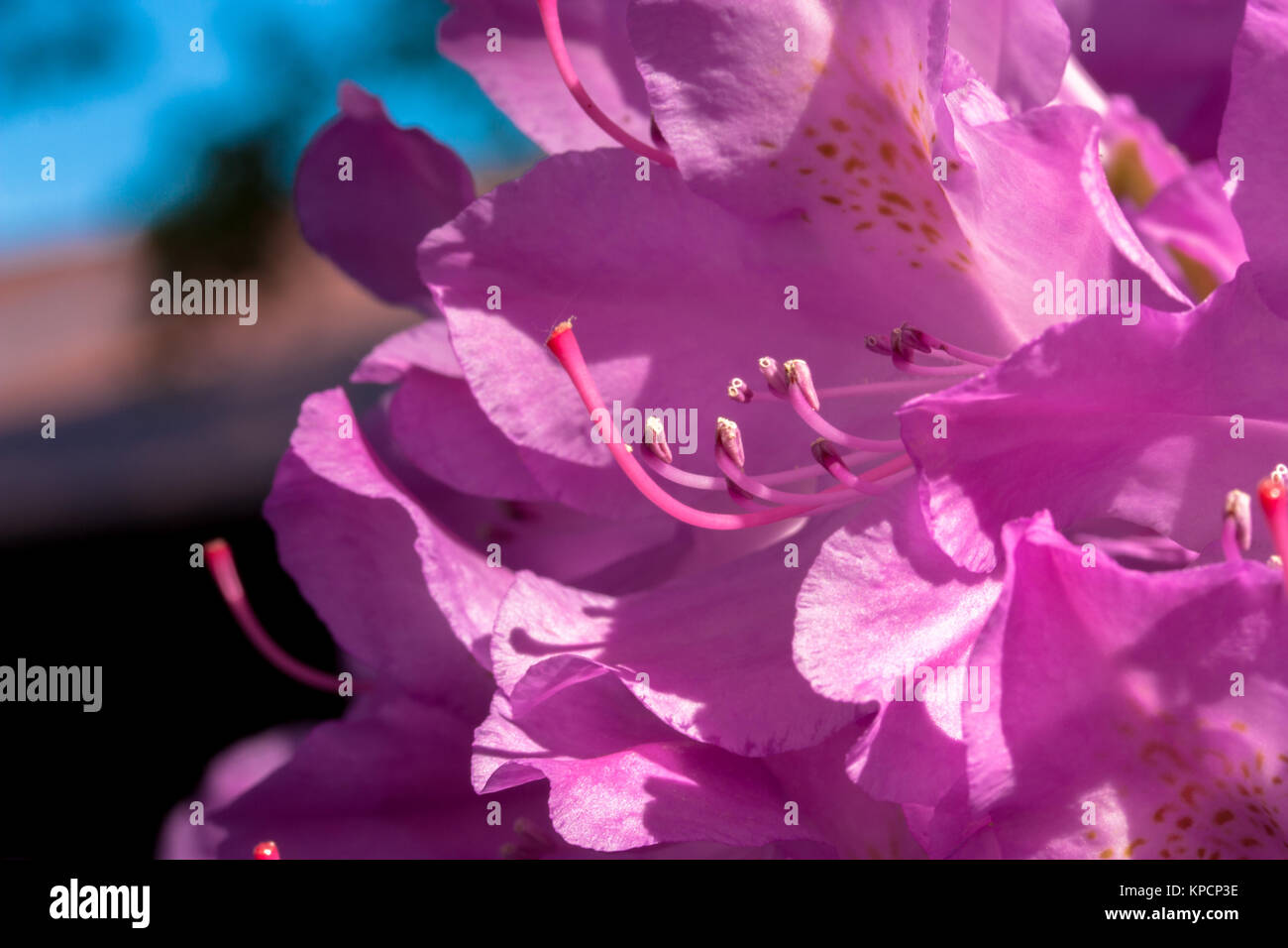 Die Blüte der Rhododendron (ericaceae), ein immergrüner Strauch Stockfoto