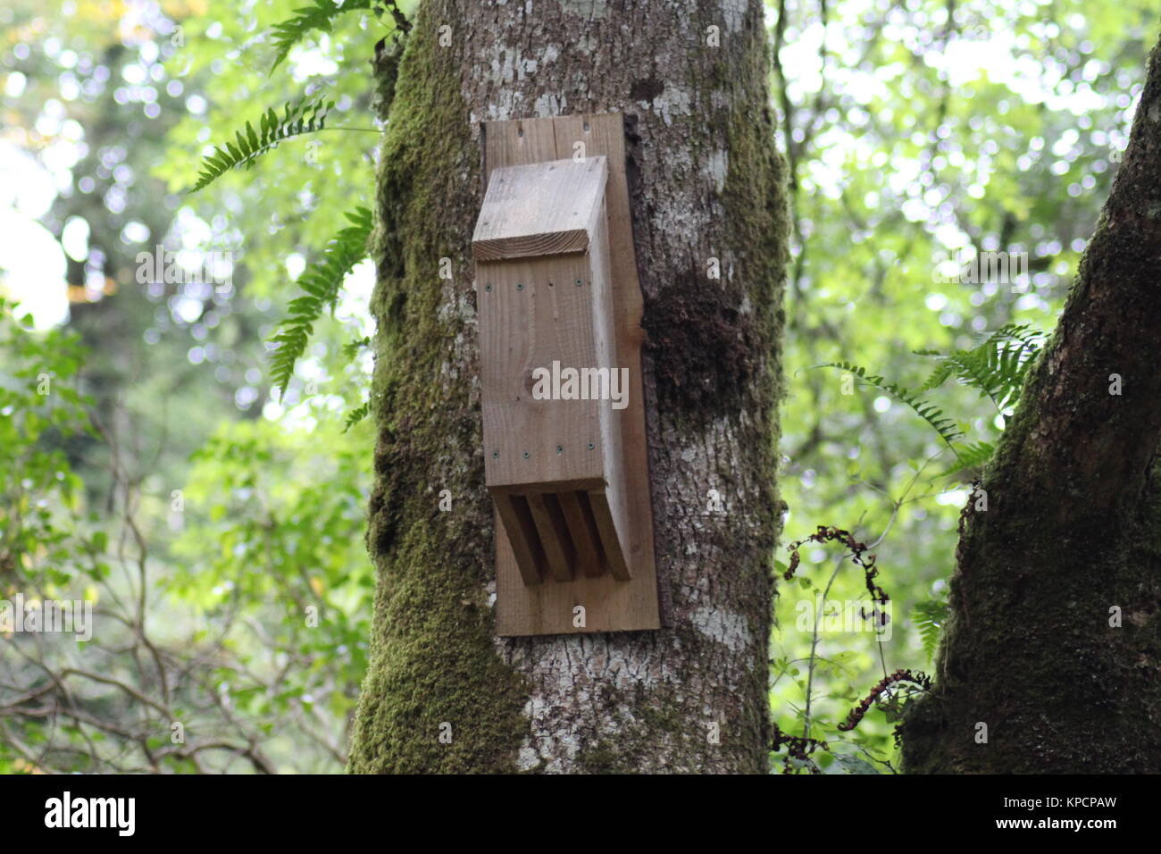 Fledermauskasten auf Baum Stockfoto