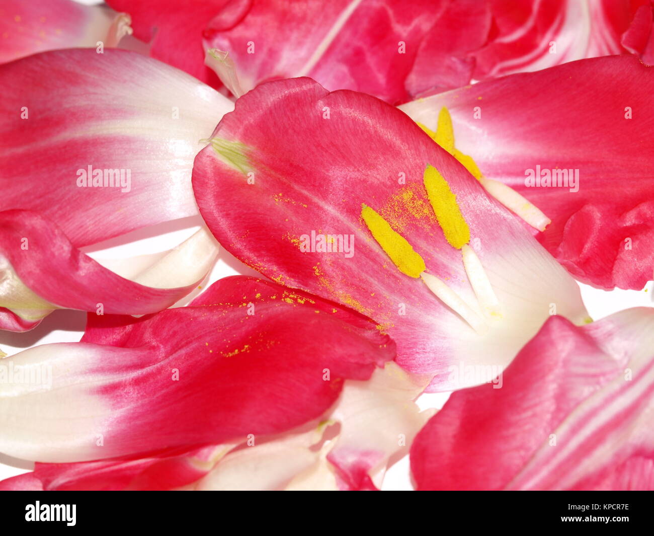 Auf tulpenantheren tulip Blätter Stockfoto