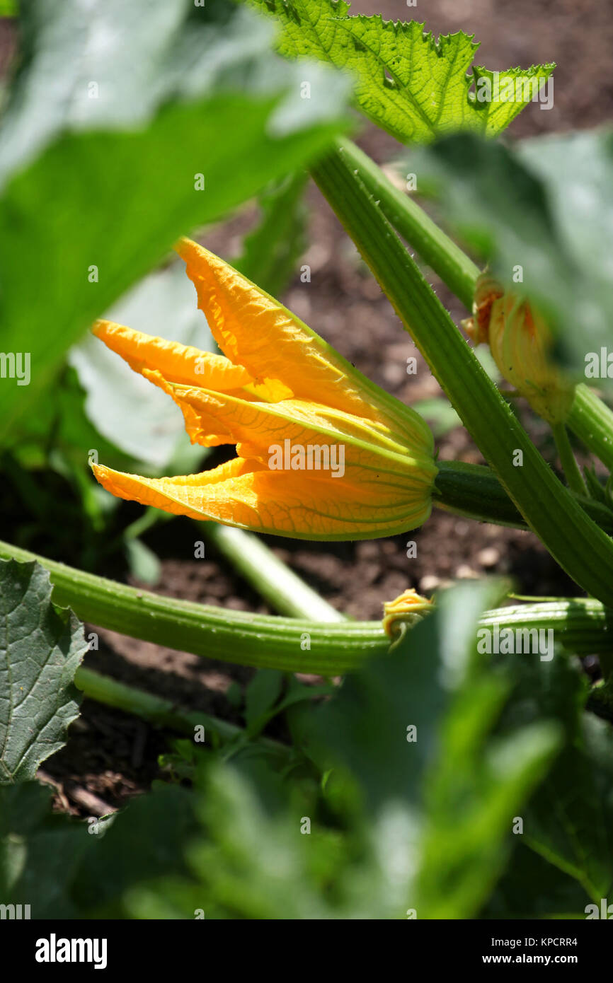 Zucchini Pflanze im Garten Stockfoto