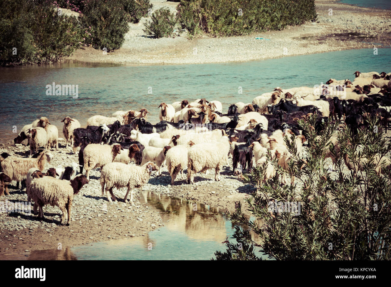 Schafe in Marokko Landschaft Stockfoto