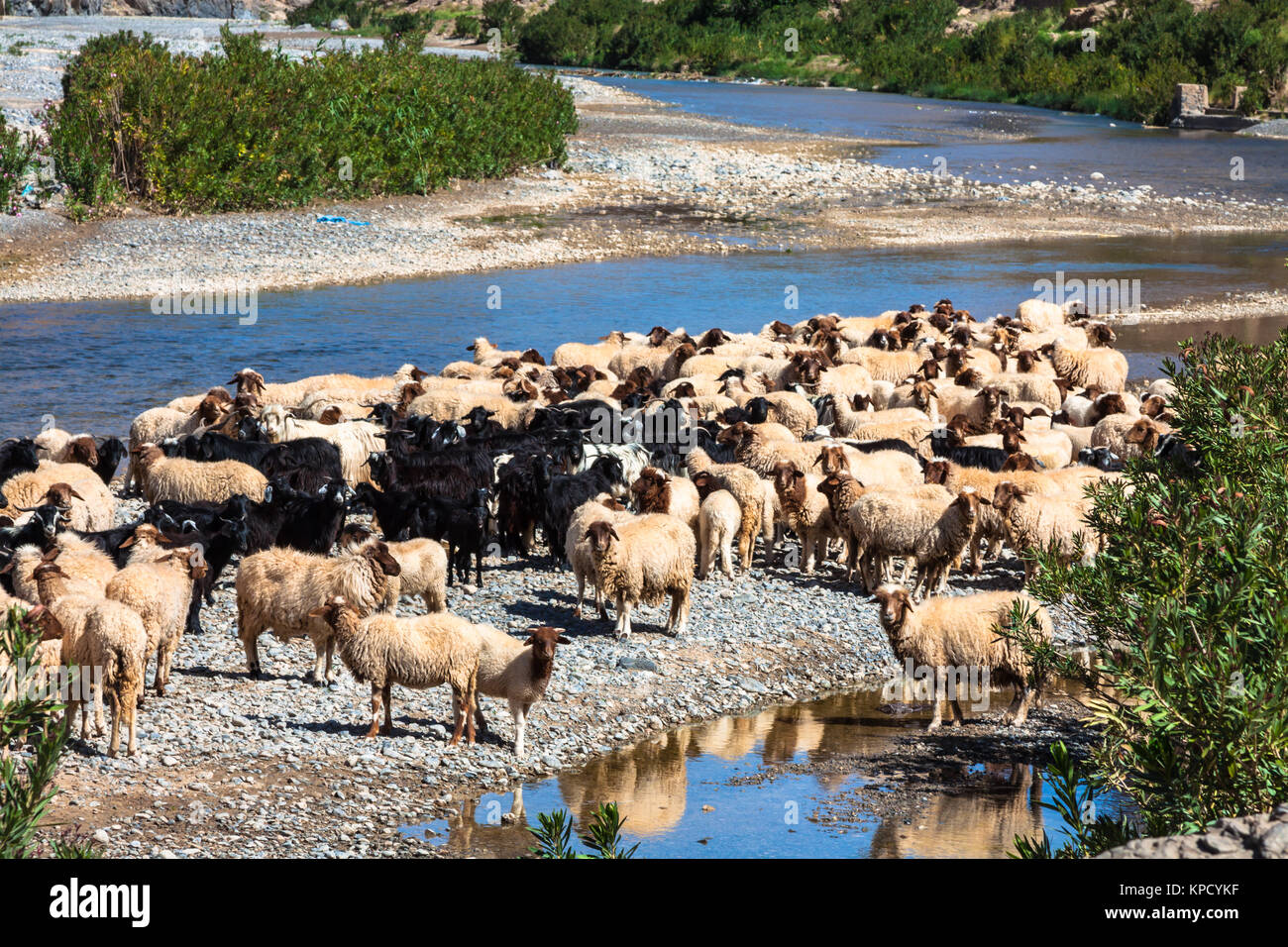 Schafe in Marokko Landschaft Stockfoto