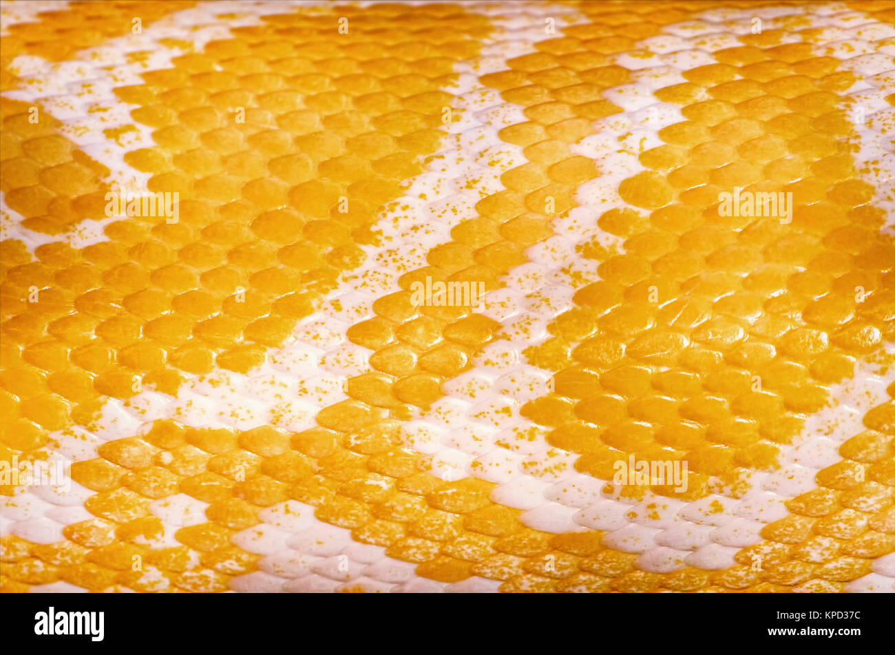 Gelbe Python Haut Stockfoto