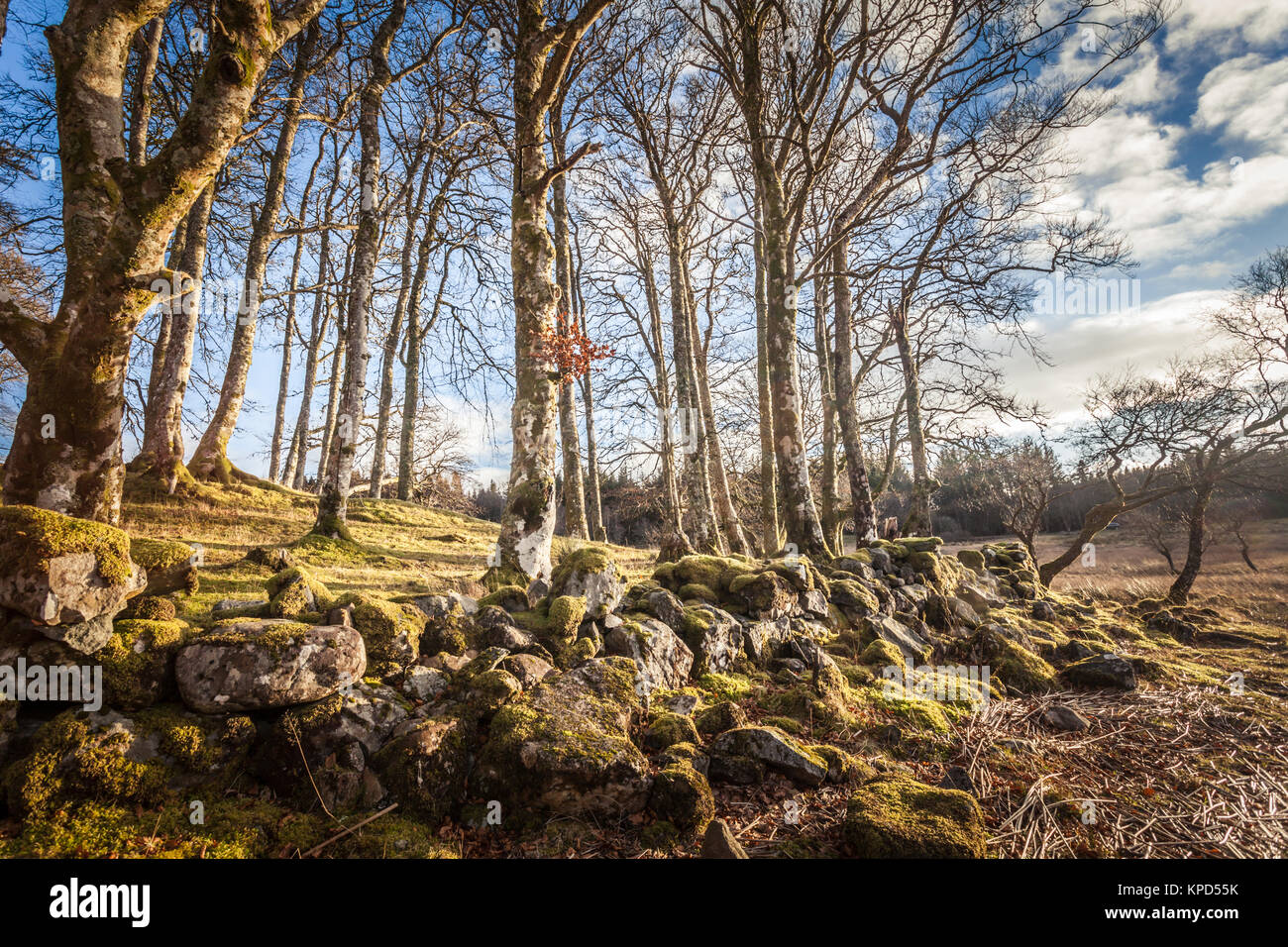 Bewaldeten Ufer des Loch Awe, Highlands, Schottland, im Winter Stockfoto