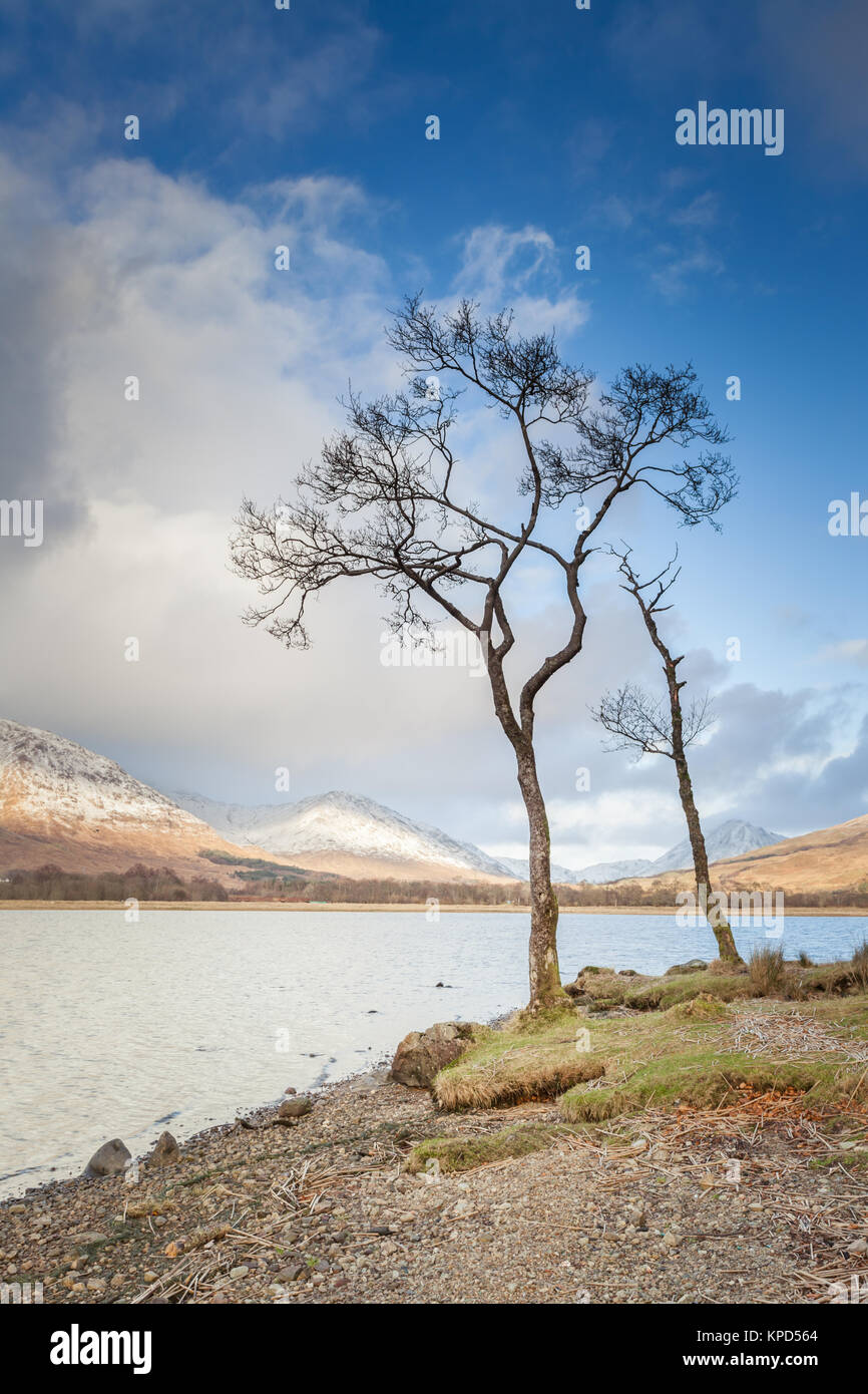 Bäume am Ufer des Loch Awe, Highlands, Schottland, im Winter Stockfoto