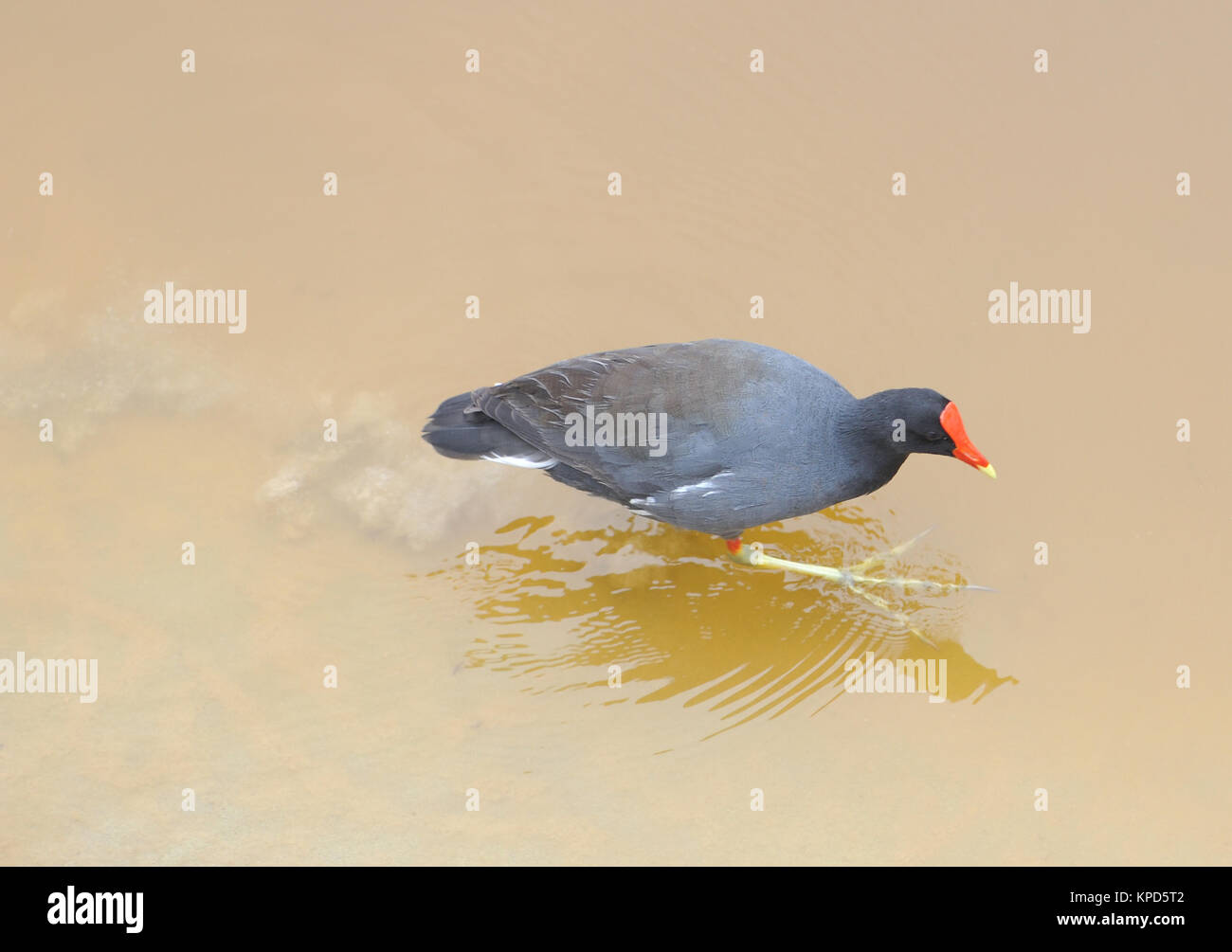 Eine gemeinsame (gallinule Gallinula galeata) in eine flache Lagune, in der Nähe von Puerto Villamil. Puerto Villamil, Isabela, Galapagos, Ecuador Stockfoto