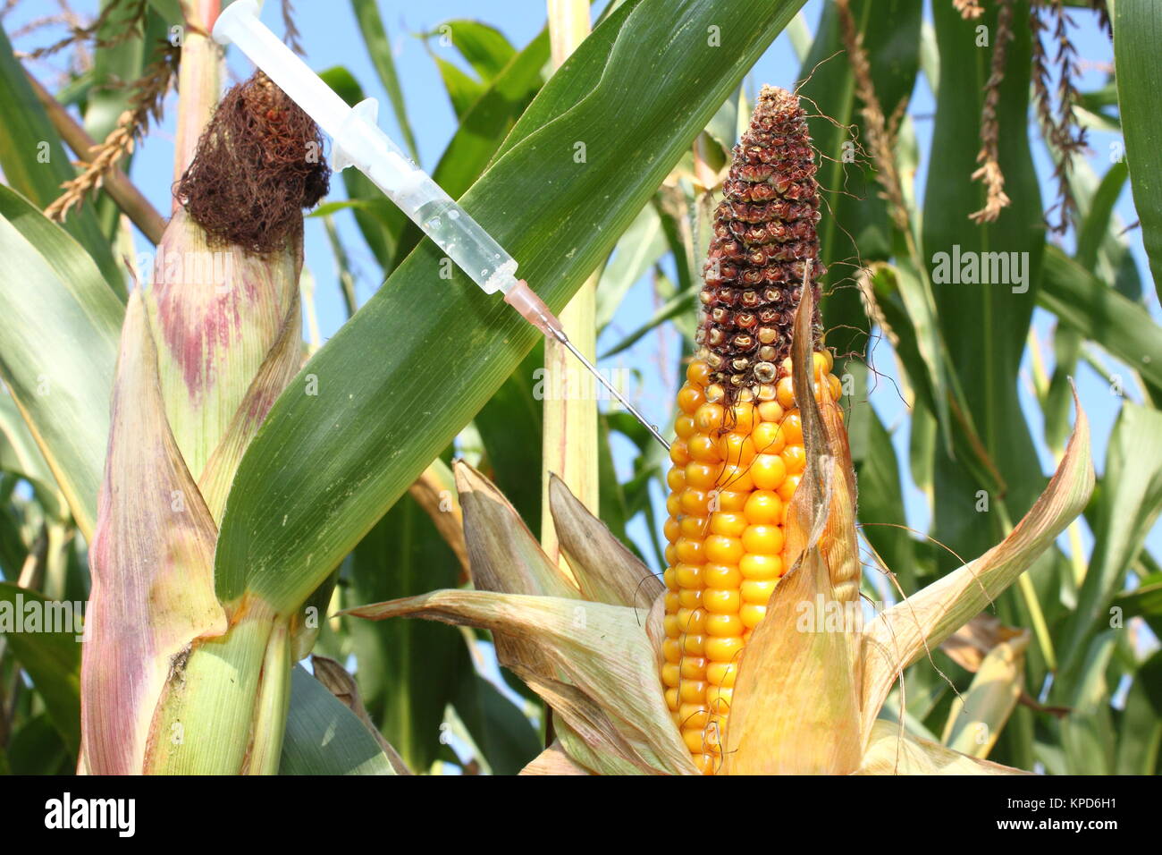 Spritze injiziert in einen Maiskolben Stockfoto