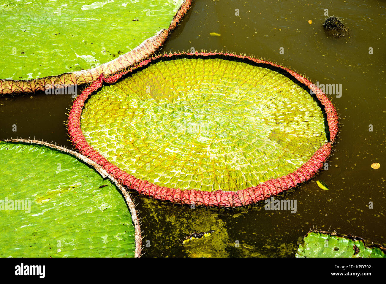 Lotus, Seerosen, Victoria Amazonia Stockfoto