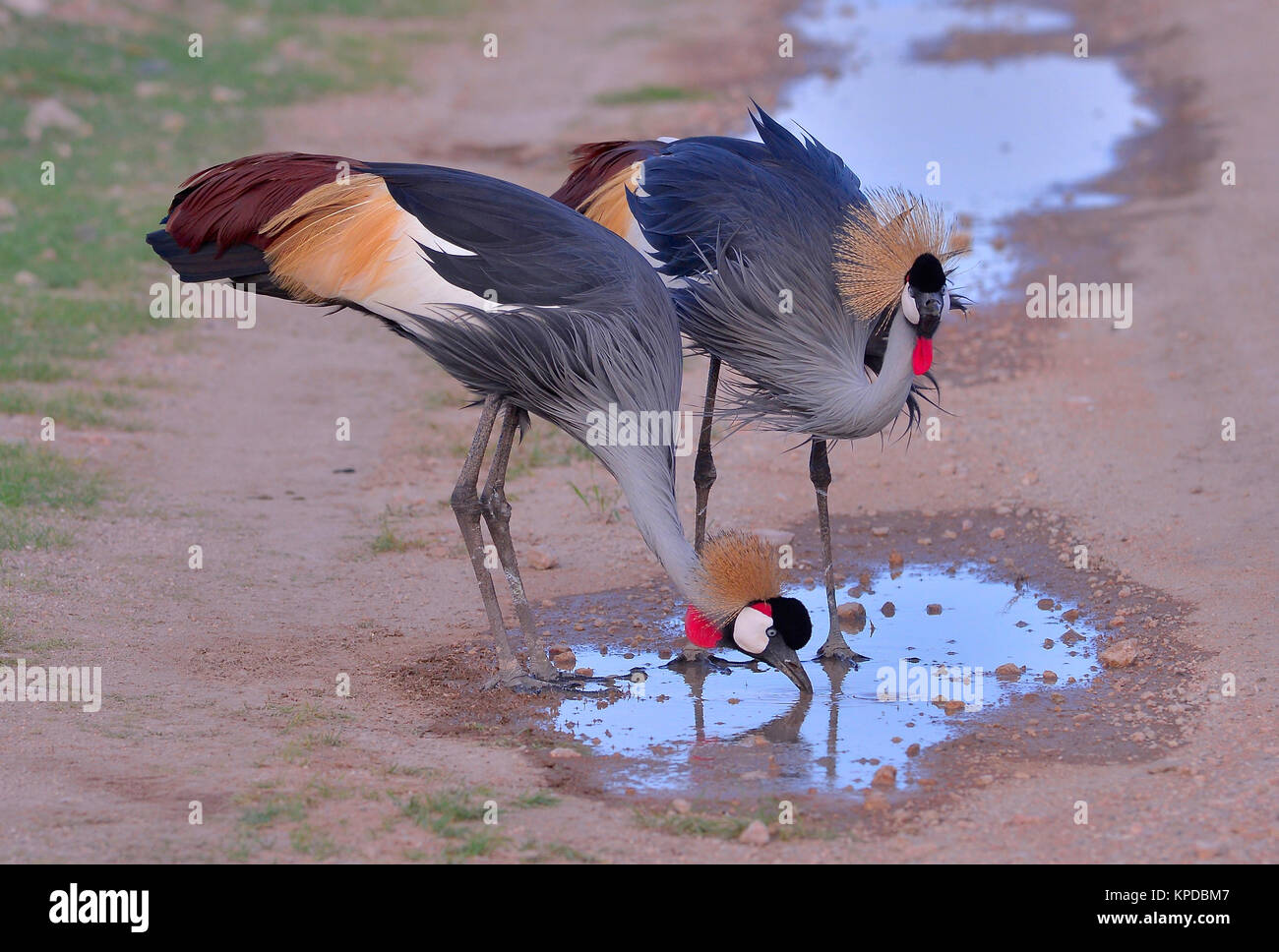 Kenia ist ein hervorragendes Reiseziel in Ostafrika. Berühmt für die freilebenden Tiere und wildwachsenden Pflanzen und ihrer natürlichen Schönheit. Balearica regulorum Orr grau gekrönt Kran. Stockfoto