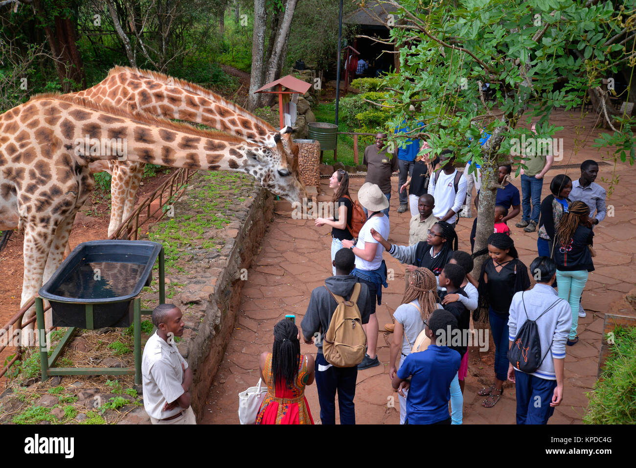 Kenia ist ein hervorragendes Reiseziel in Ostafrika. Berühmt für die freilebenden Tiere und wildwachsenden Pflanzen und ihrer natürlichen Schönheit. Giraffe Manor, Nairobi, Kenia. Stockfoto