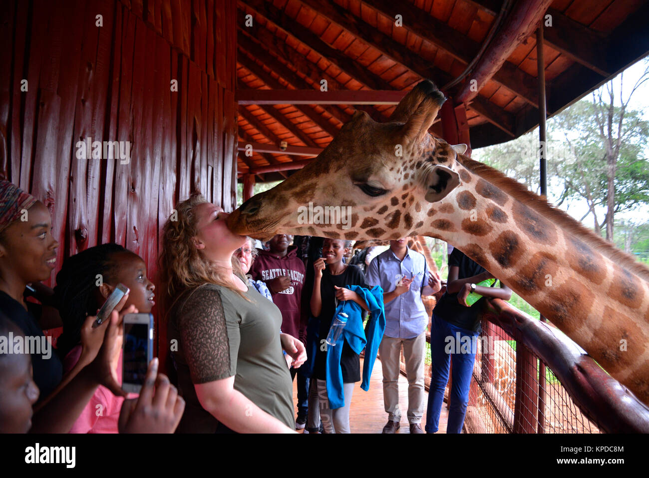 Kenia ist ein hervorragendes Reiseziel in Ostafrika. Berühmt für die freilebenden Tiere und wildwachsenden Pflanzen und ihrer natürlichen Schönheit. Giraffe Manor, Nairobi, Kenia. Stockfoto