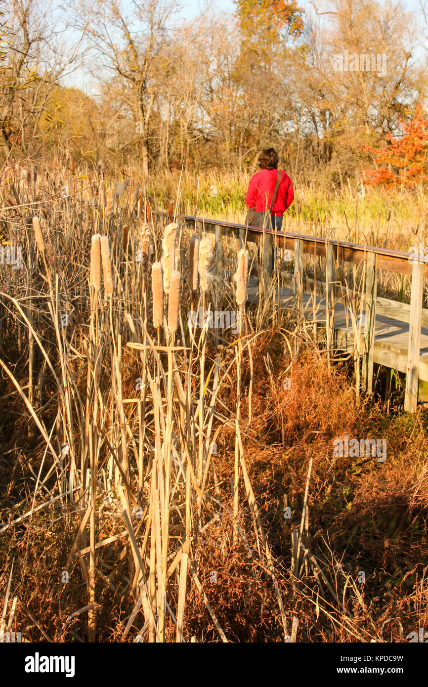 Cat tails Vergangenheit prime Vergießen in der Nähe von Bach im Herbst mit Person in Rot mit Schultertasche Kreuzung Holzbrücke in der Nähe und Bäume im Hintergrund Stockfoto