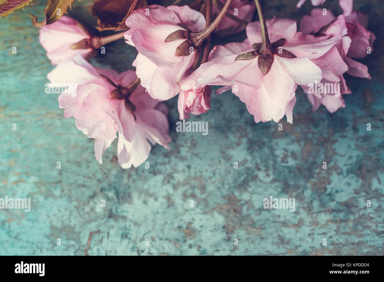 Im rustikalen Stil Frühling Hintergrund mit Rosa japanische Kirschblüte Nahaufnahme Stockfoto