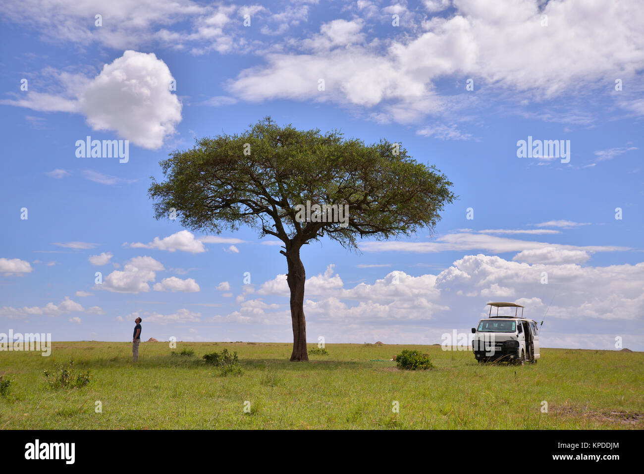 Die Tierwelt in der Masai Mara, Kenia. Stockfoto