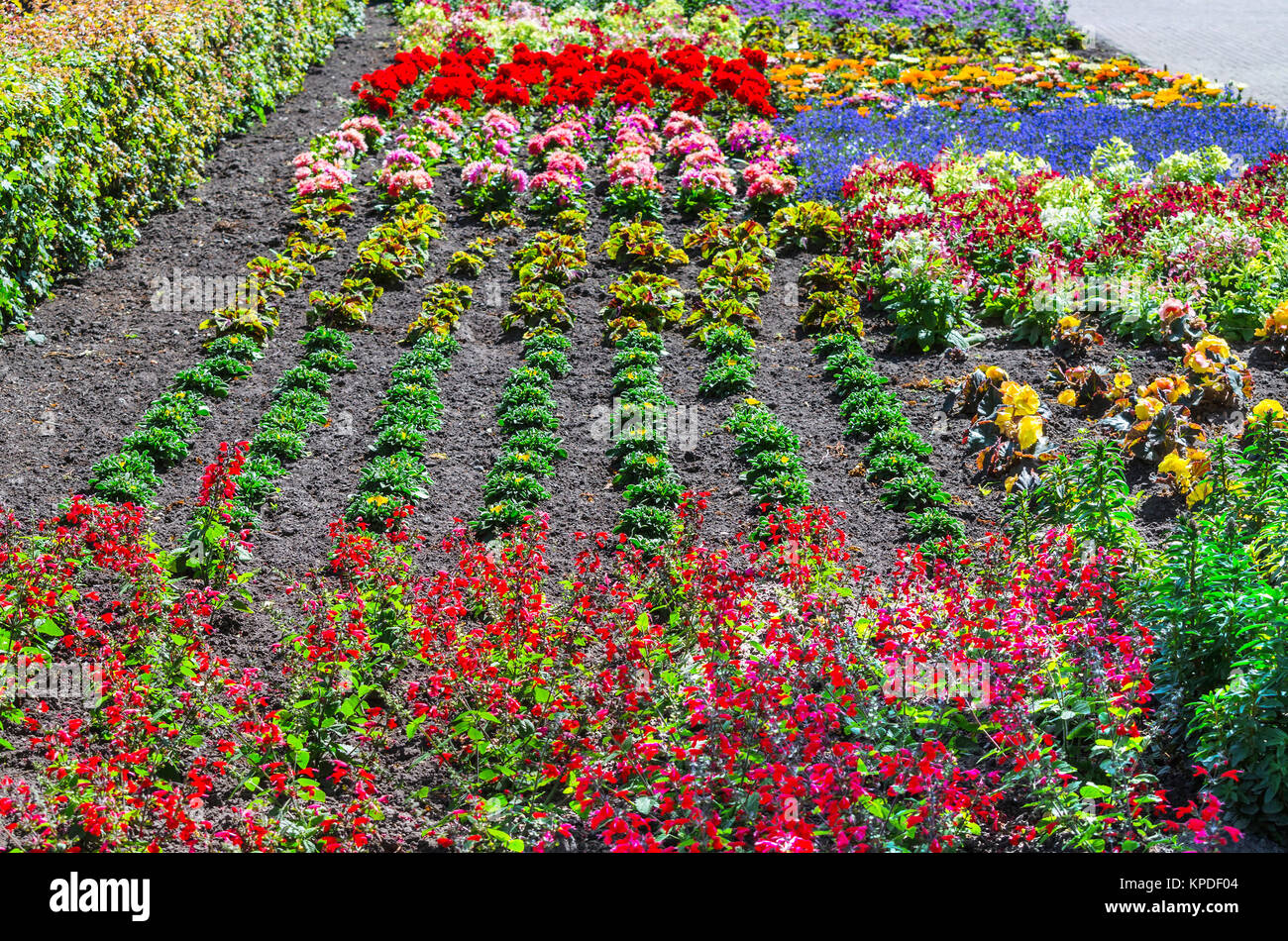 Farbenfrohe bunte Beet Stockfoto