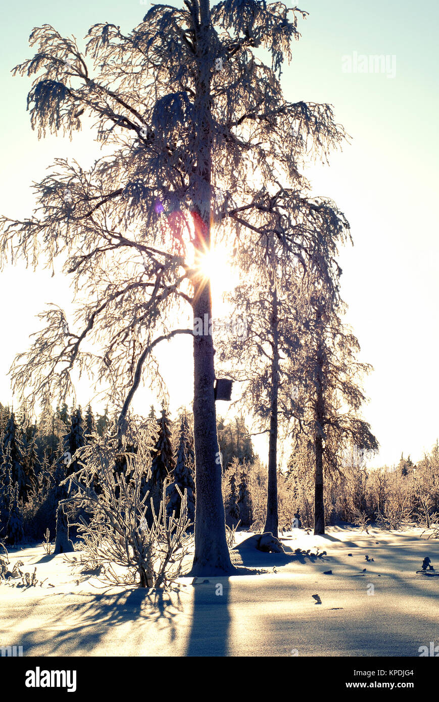 Die Sonne scheint in den Rahmen durch die Zweige von einem hohen Baum mit einem gebrochenen oben auf einem verschneiten Winter Forest Clearing in einem kalten Tag mit einem fros Stockfoto Die Sonne scheint in den Rahmen durch die Zweige von einem hohen Baum mit einem gebrochenen oben auf einem verschneiten Winter Forest Clearing in einem kalten Tag mit einem fros Stockfoto