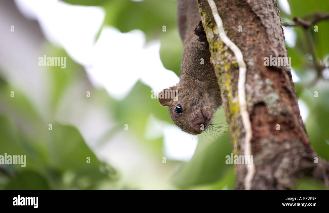 Pallas das Eichhörnchen oder Red-bellied Eichhörnchen Stockfoto