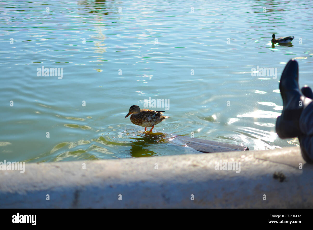 Ein Mann entspannt sich mit Füßen, als er Uhren eine Ente Balancieren auf einem schwimmenden Holzbrett im Grand Bassin rond an der Tuilerien in Paris Frankreich Stockfoto