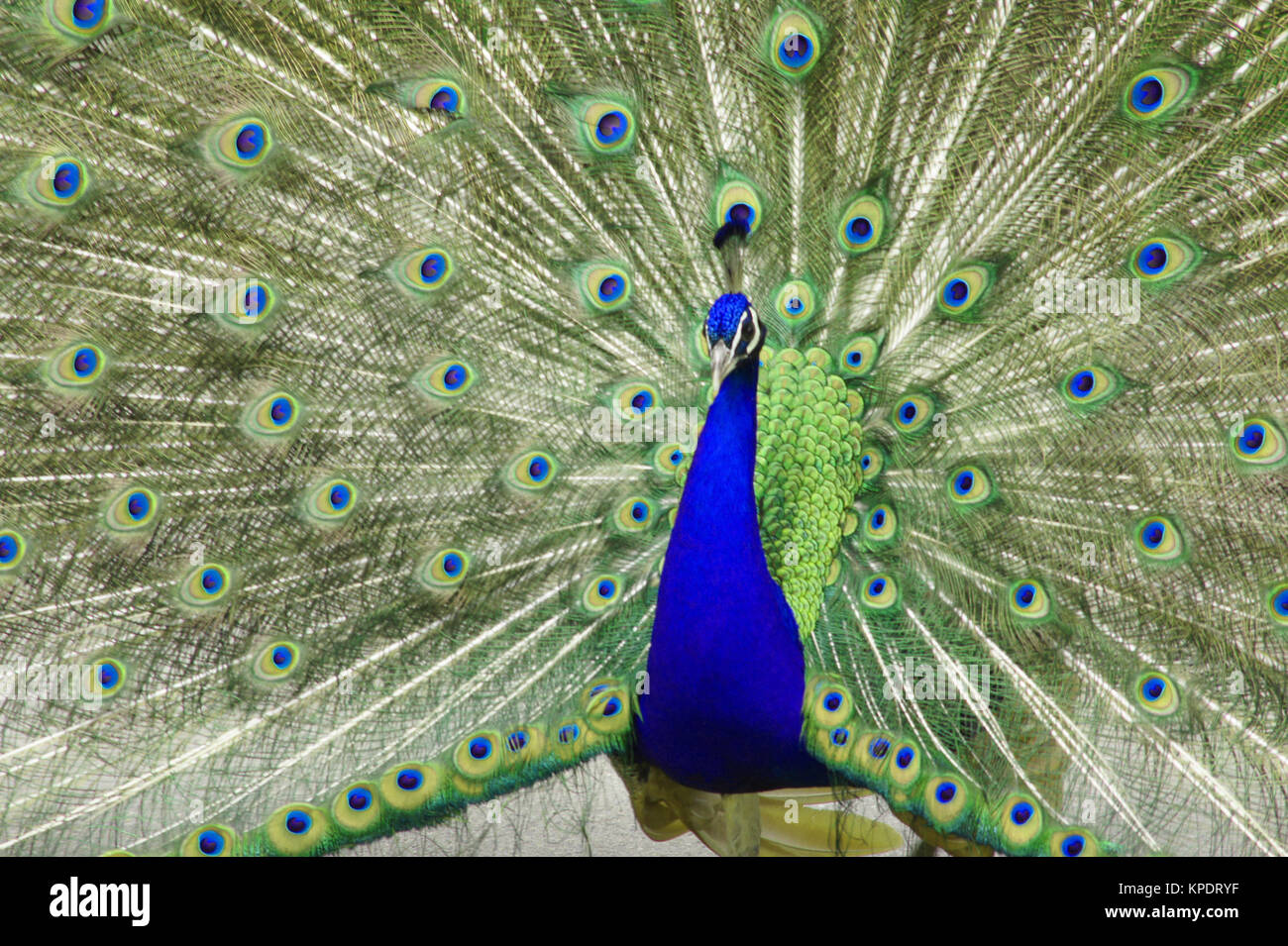 Peacock, zoo Dortmund Stockfoto