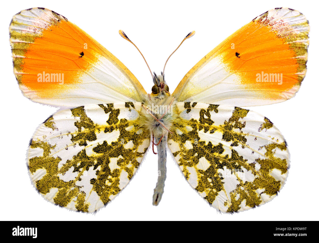 Isolierte orange tip Schmetterling Stockfoto