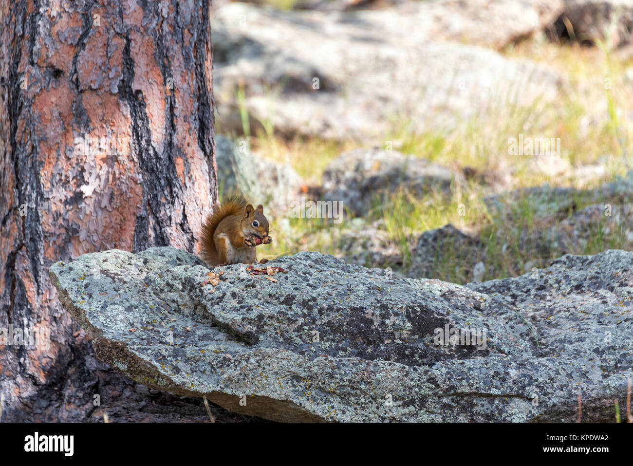Amerikanisches Rotes Eichhörnchen Stockfoto