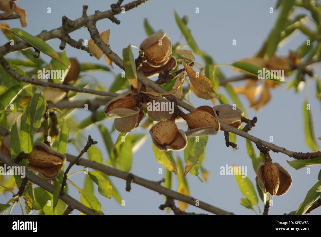 Mandelbaum mit reifen FrÃ¼chten, Prunus dulcis, Portugal Stockfoto