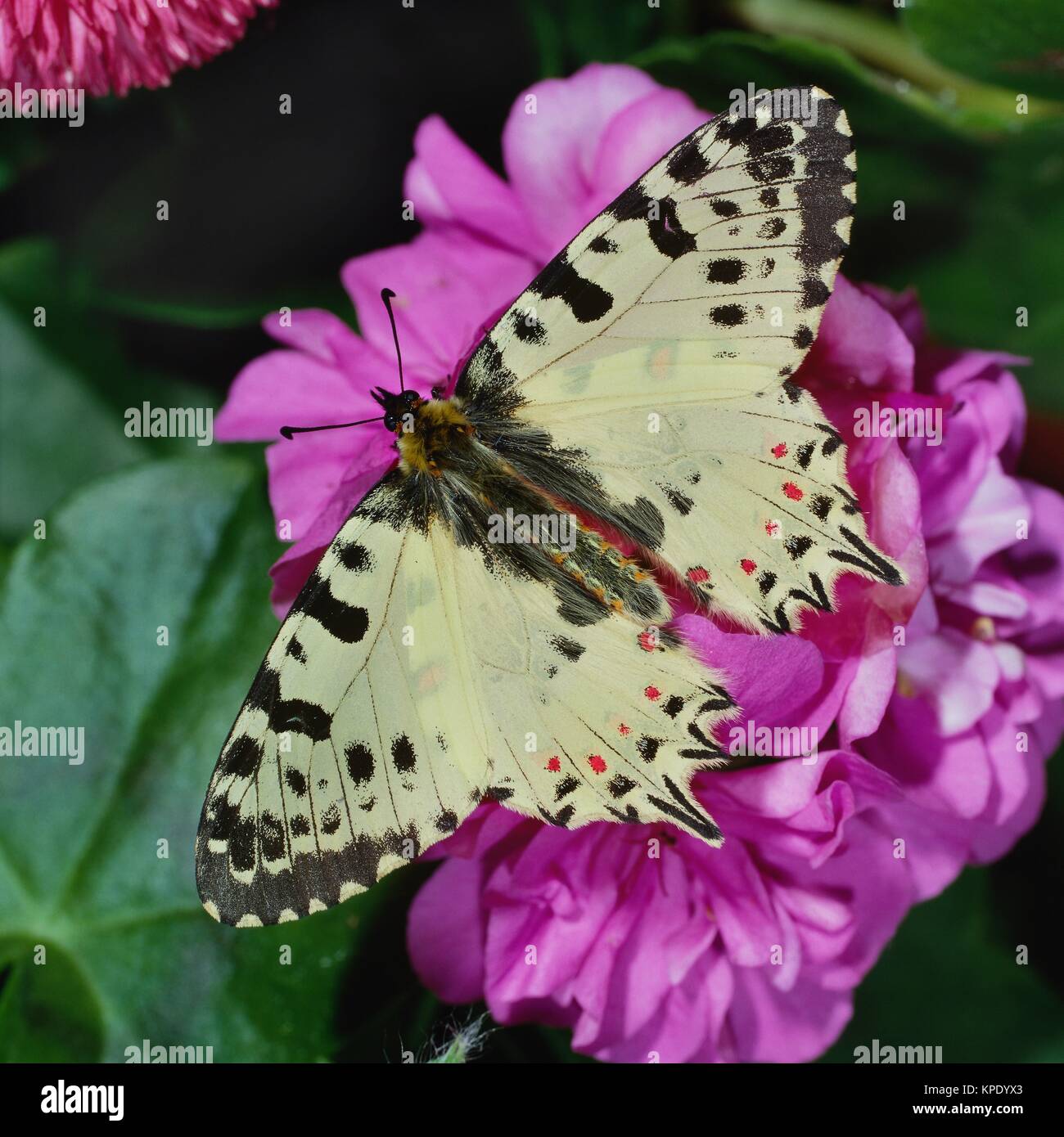 Balkan-Osterluzeifalter, östlicher Osterluzeifalter, lila Sonne. Of this südliche Tagfalter ist sehr selten. z Vorkommen. B. in Südosteuropa, Spanien, Türkei. Stockfoto