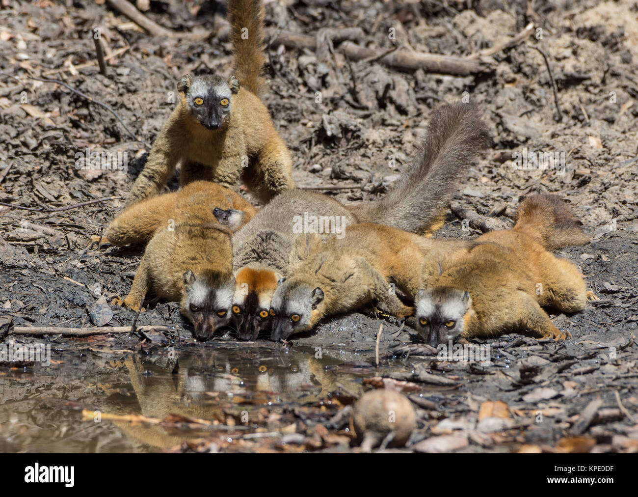 Eine Truppe von Braunen Lemuren Wasser Trinken an einem Wasserloch. Berenty Private Reserve. Madagaskar, Afrika. Stockfoto