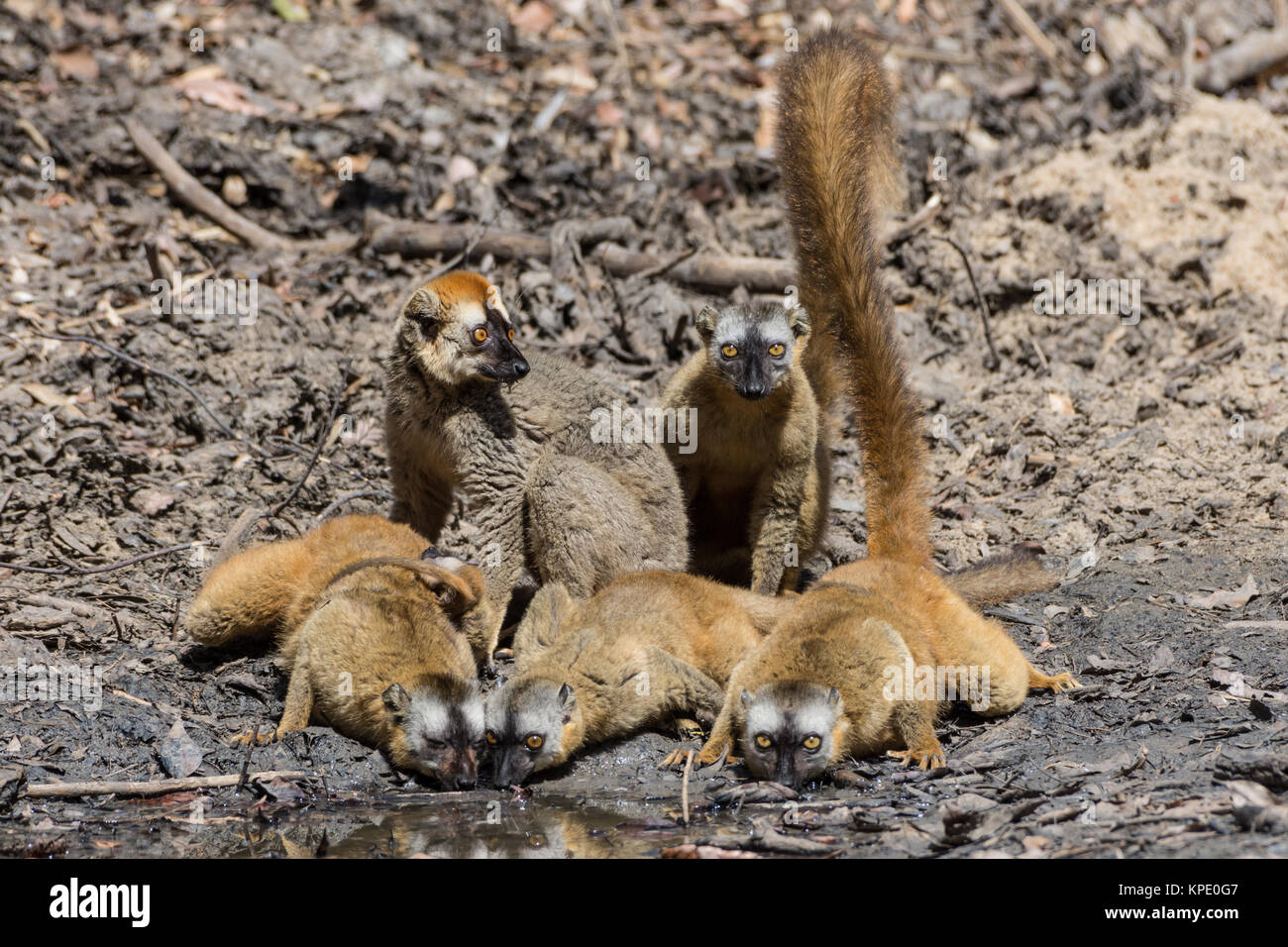 Eine Truppe von Braunen Lemuren Wasser Trinken an einem Wasserloch. Berenty Private Reserve. Madagaskar, Afrika. Stockfoto