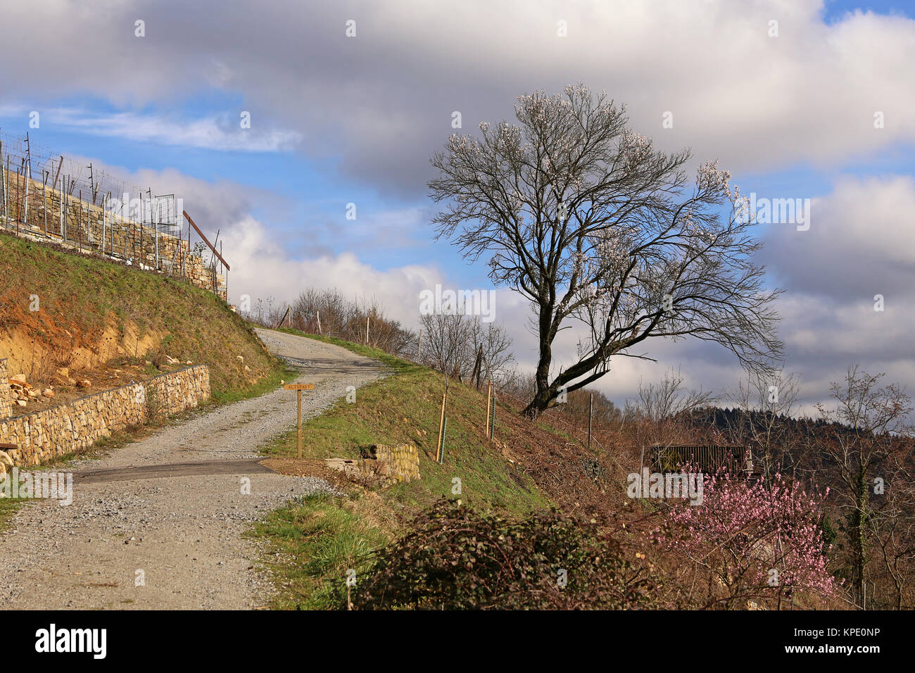 Blumen im Frühling am Schlossberg Heppenheim Stockfoto