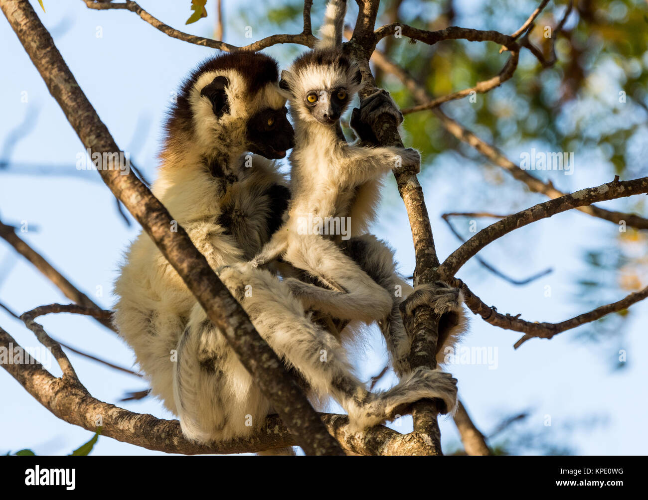 Mama und Baby verreaux's Sifakas (Propithecus verreauxi) auf einem Baum. Berenty Private Reserve. Madagaskar, Afrika. Stockfoto