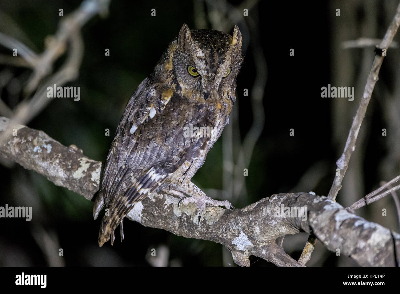 Ein madagassischer Scops-Owl (Otus rutilus) auf einem Ast sitzend. Berenty Private Reserve. Madagaskar, Afrika. Stockfoto