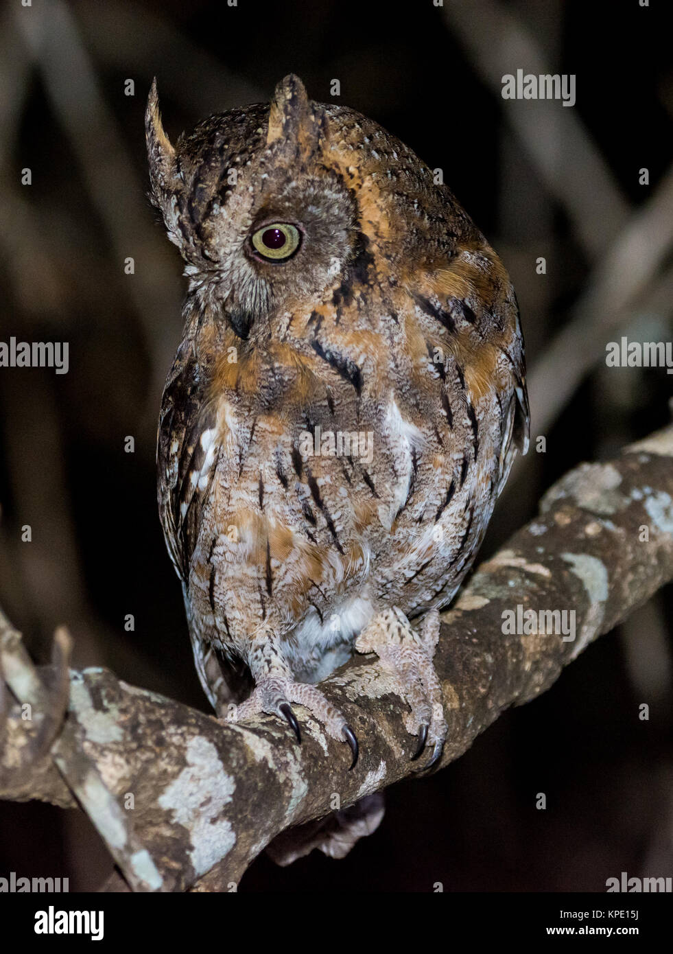 Ein madagassischer Scops-Owl (Otus rutilus) auf einem Ast sitzend. Berenty Private Reserve. Madagaskar, Afrika. Stockfoto