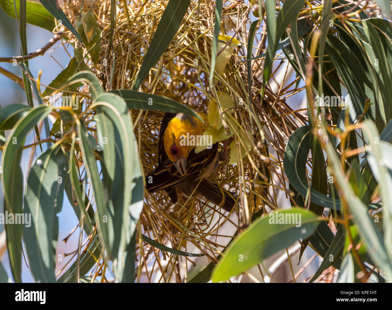 Ein männlicher Sakalava Weaver (Ploceus sakalava) baut ein Nest und hoffen, einen Partner zu gewinnen. Berenty Private Reserve. Madagaskar, Afrika. Stockfoto